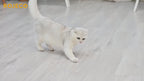 ROJECO Automatic Cat Toys Interactive Smart Teasing Pet LED Laser Indoor Cat Toy Accessories Handheld Electronic Cat Toy For Dog